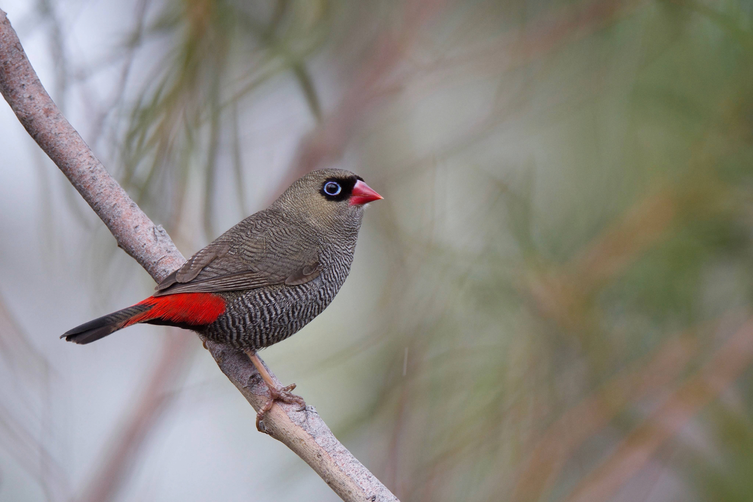 Western beautiful firetail