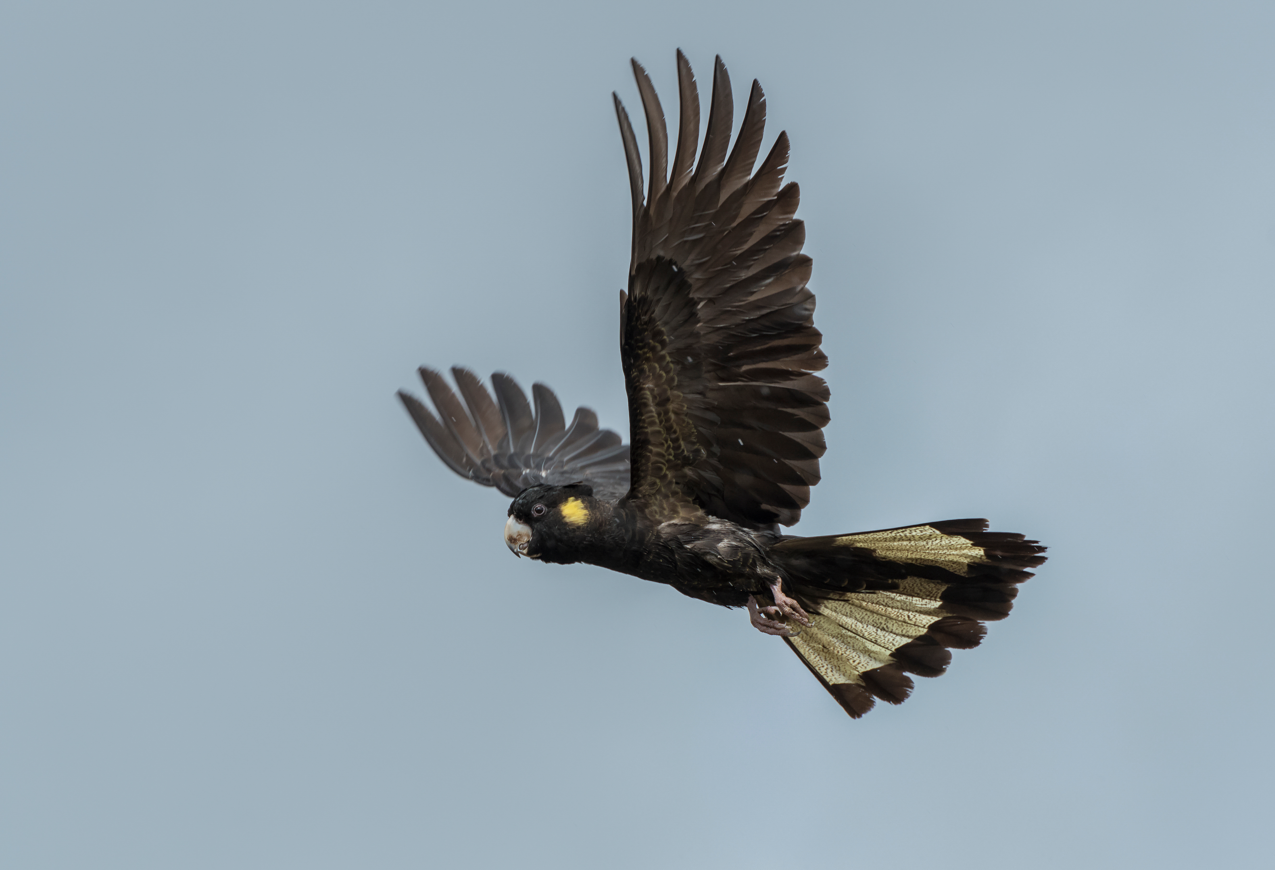 Yellowed tailed black cockatoo very noisy bird in flight with a isolated back ground